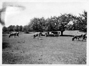 Melville Grey, Class of 1917 E.C.A.S.