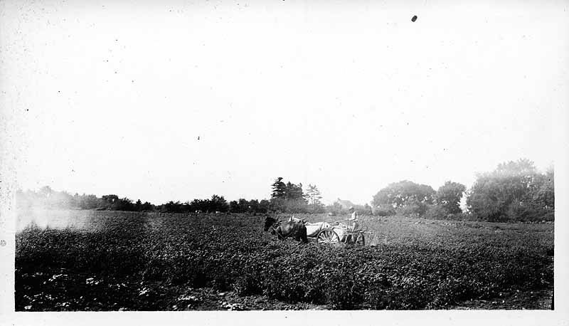 Spraying Potatoes, Lewis Farm, Andover, Robert - Roger - 1925 E.C.A.S., Walter, 1932