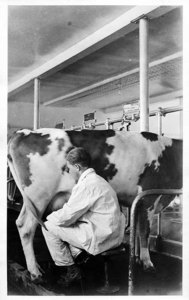 Chester Ellis, Class 1932, Milking at Aggie