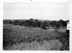 Mel Grey's Asparagus, Class 1917