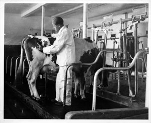 Grooming Dairy Cow, Essex Co. Agr. School, Hawthorne, Mass.