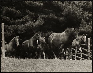 Morgan horses