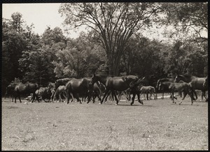 Morgan horses