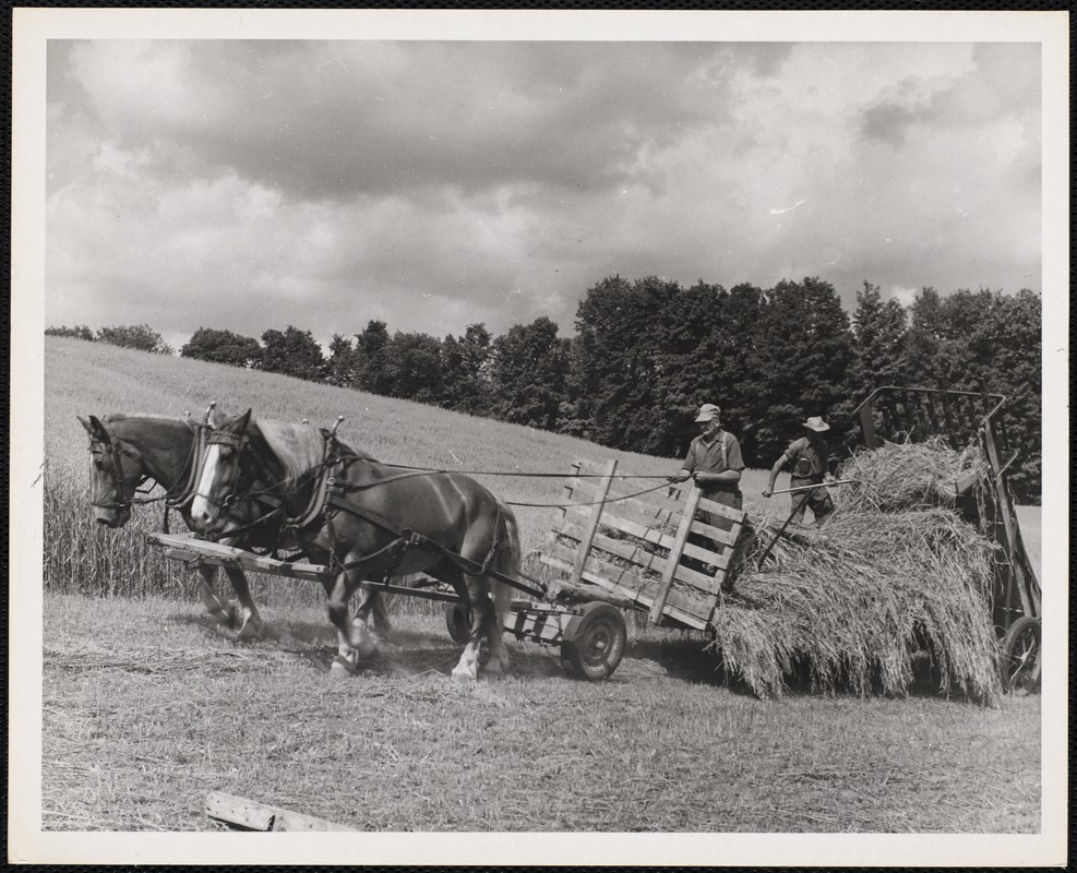 Vermont haying