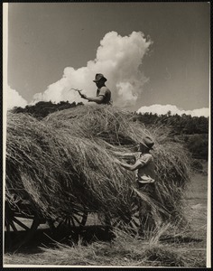 Vermont haying