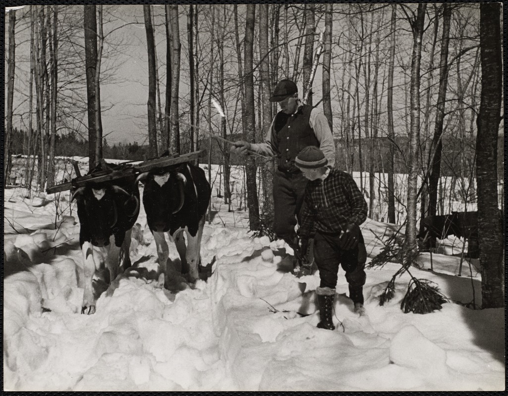 Whitney Farm, Marlboro, VT coming to the maple sugar orchard.