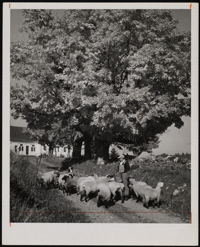 Walter Fauoge of Rygate, Vt