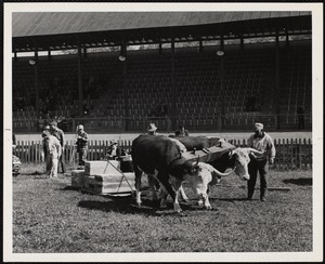 Earl Purrington, Shelburne, Vt. ox pulling Turnbridge, Vt. - Worlds Fair