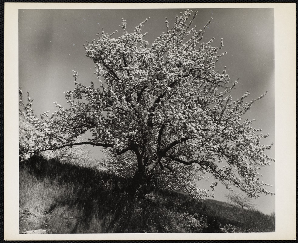 Apple blossoms