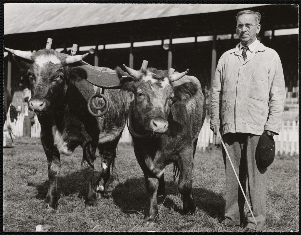 G. G. Parker with his 1 year old yoke of oxen that won first prize at Turnbridge Worlds Fair