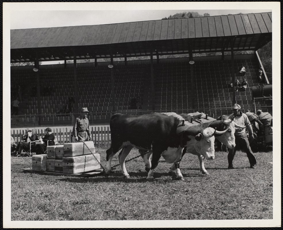 Earl Purrington, Shelburne, Vt. ox pulling Turnbridge, Vt. - Worlds Fair