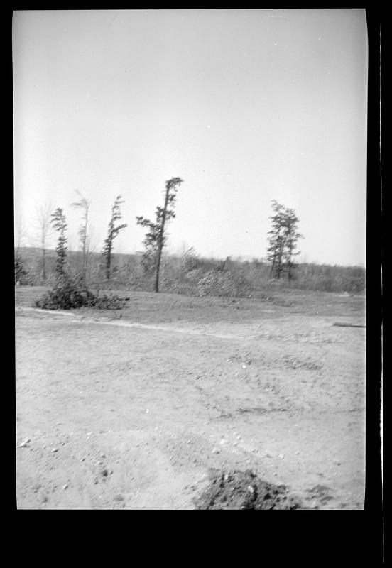 View of field and trees