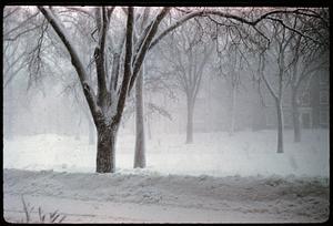 Snow-covered trees in Harvard Yard