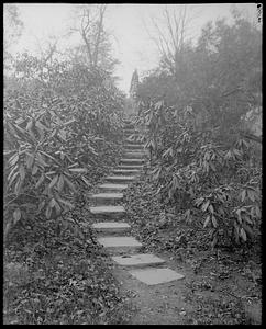 Rhododendron maximum