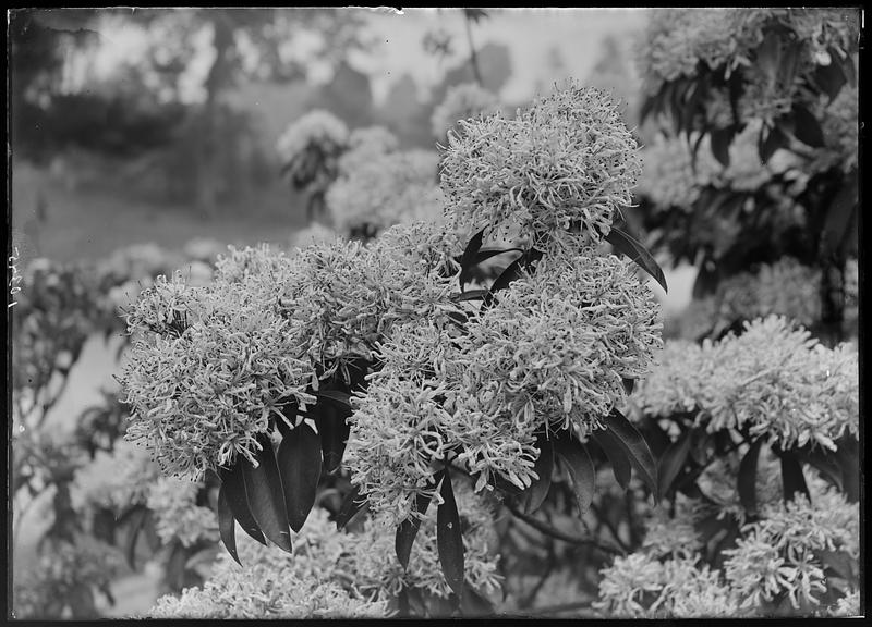 Kalmia latifolia var.