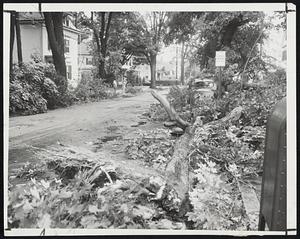 Historic Shade Trees on Locust Street, Danvers, lay in splinters after being bowled over by one of the sharp thunder storms that ended the drought. Beauty Laid Low - Stately trees which shaded old houses on Locust Street in Danvers splintered by howling winds which brought scary memories of 1938 hurricane.
