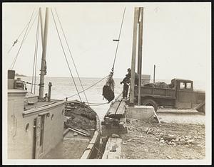 Unloading Kelp for the extraction of Algenic acid at Algin Corporation of America, Rockland.