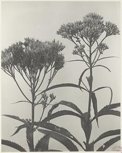 259. Eupatorium purpureum, var. maculatum, Joe-Pye-weed, trumpet-weed, purple boneset