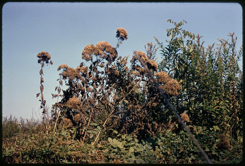 Desiccated and dying flowers