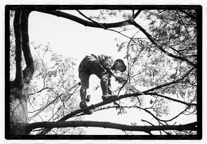 Tree maintenance, Boston Common