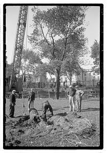Tree removal