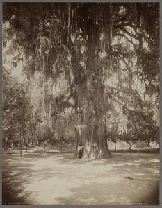 Montezuma's tree, Chapultepec, Mexico