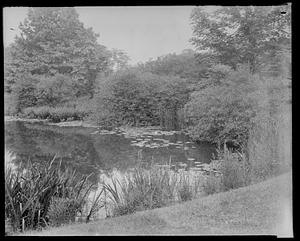 Pond at Arnold Arboretum