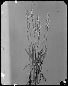 Spiranthes