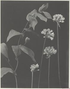 107. Allium tricoccum - fruit of Uvularia grandiflora, wild leek, wild onion