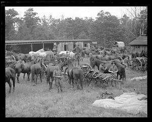 Horses being taken care of by soldiers