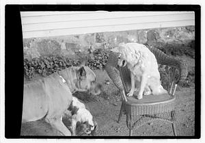 Dogs