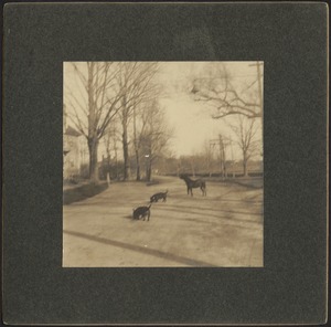 Ashdale Farm. Three dogs on road.