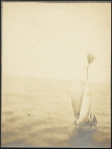 Sailboat on water