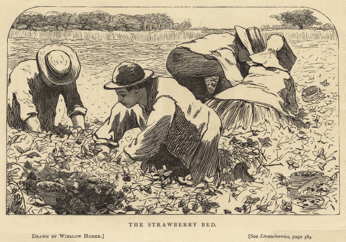 The strawberry bed
