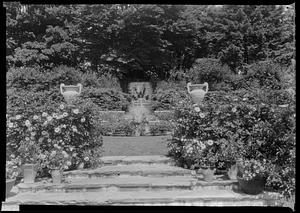 "Emily Gray" roses at east entrance to Mrs. Holden McGinley's garden