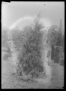 Juniperus virginiana pendula