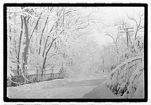 Snow covered street and trees