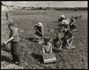 Picking cranberries - Mass Hanson, 1940s