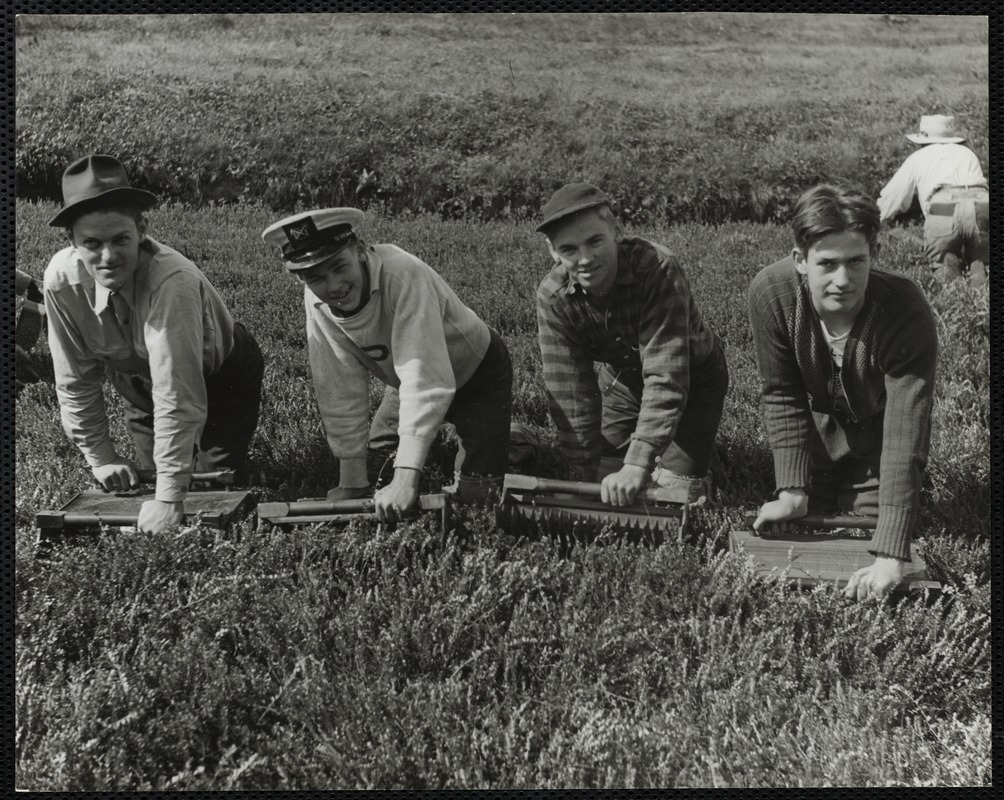 Cranberry picking, Cape Cod