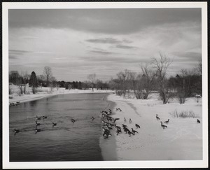 Concord, Mass Canada geese