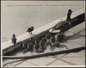Ducks (New England)