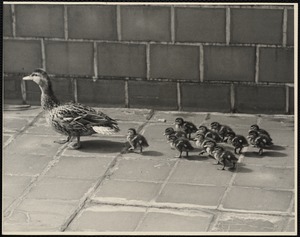 Ducks (New England)