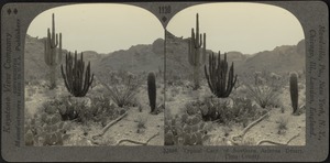 Typical cacti of southern Arizona desert, Pima County