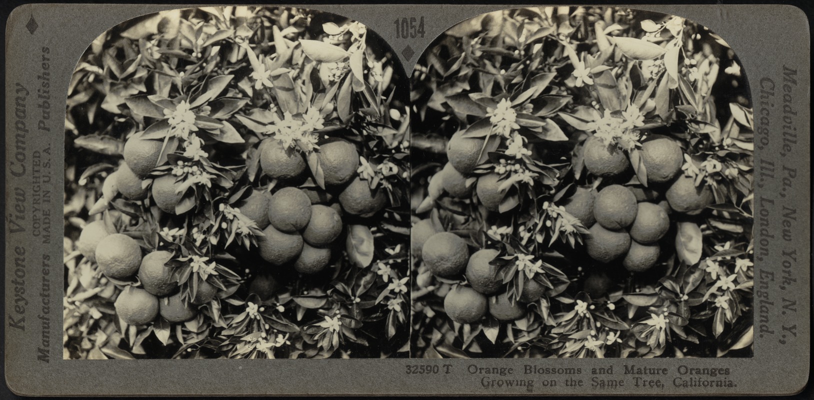 Oranges and orange blossoms, California Digital Commonwealth