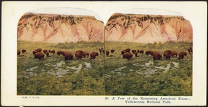A few of the remaining American bison - Yellowstone National Park
