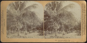 Cocoanut Trees, Fla. Palmas de Coco, Fla. U S A