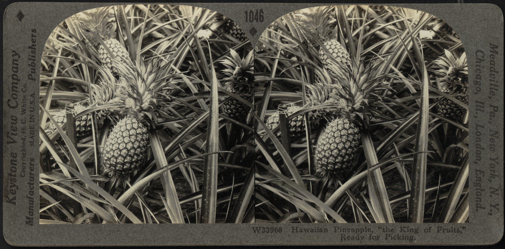 Hawaiian pineapple ready for picking Digital Commonwealth