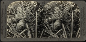 Hawaiian pineapple ready for picking