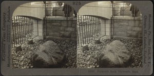 Plymouth Rock