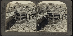 Cleaning codfish on the Cape Ann wharf, Gloucester